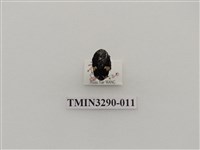 藏品(灰斑擬黑花金龜)的圖片